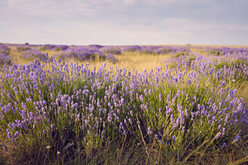 Fototapeta premium Wildlife, countryside, farmland, spring, summertime, nature, environment and blossoming season concept. Amazing view of endless meadow embroidered with sweet scented purple lavender flowers