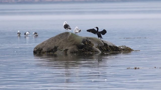 cormoran &agrave; aigrettes et go&eacute;land