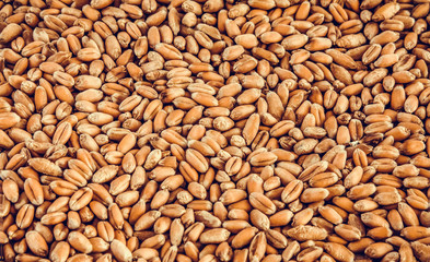 Wheat grain background