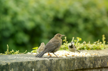 Blacbirds - female siting on the brick wall