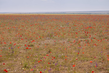 Idyllic view of beautiful spring field embroidered with red poppies in rural area. Vivid scarlet poppy flowers growing on meadow in countryside. Ornametnal flower, farmland, blooming and blossoming