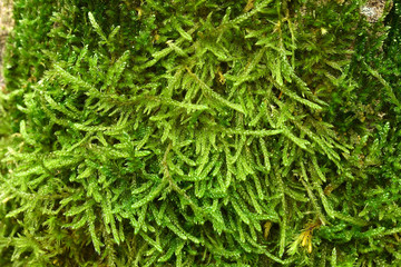 Moos; Schoenschnabelmoos; Moss;