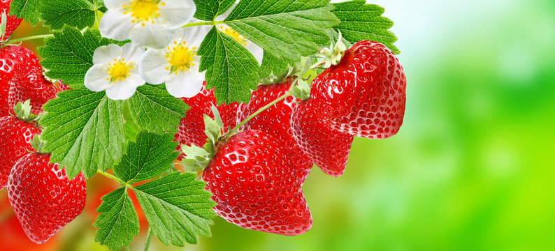 fresh ripe strawberries