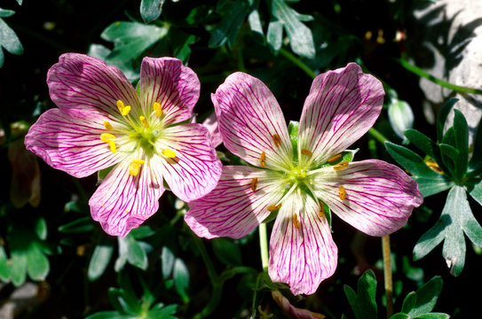 geranio argentato geranium argenteum fiori montagna parco regionale frignano modena emilia romagna