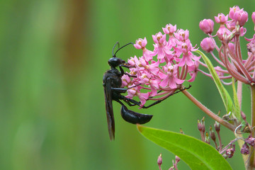 mud dauber wasp with pink flowers and green background