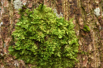 Moos;  Hohlblaettriges Lappenmoos; Lejeunea cavifolia