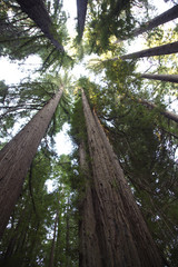 Fototapeta premium Gazing upward in Humboldt Redwoods State Park