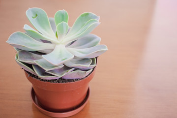 Succulent plant pot on a wood table