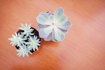 Two succulent plants view from above on a wood table