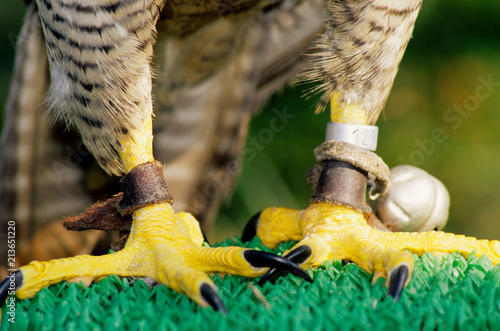 Falco Pellegrino Falconeria Geti Falco Peregrinus Modena