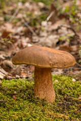 Nice penny bun mushroom on the forest