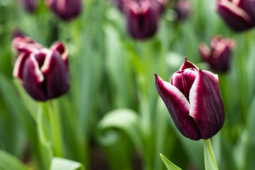 Purple and White Tulips - 213651838
