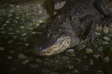 crocodile image photographed inside a reptile maker