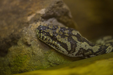close-up with detail of the head of a snake near a rock
