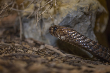 close-up with detail of the head of a cobra snake coming out of its hiding place