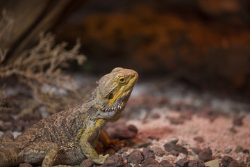 close-up with detail of a desert iguana photographed in profile