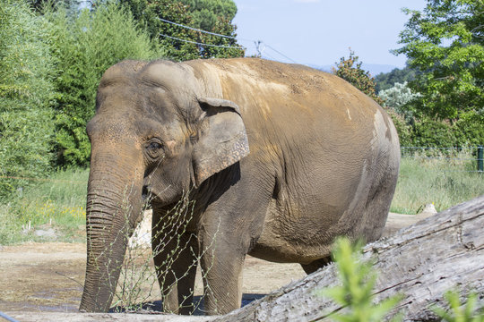 image of an Indian elephant inside a park.