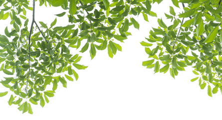 panoramic Green leaves on white background