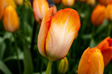 Orange Tulip - 213652217