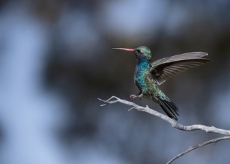 Broad-billed Hummingbird (Cynanthus latirostris) in Flight