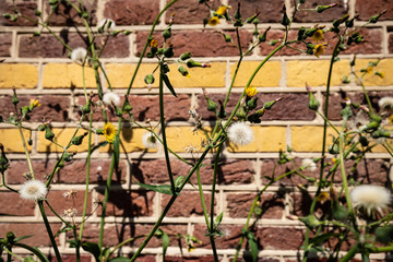 Yellow Bricks, Yellow Flowers - 213652252