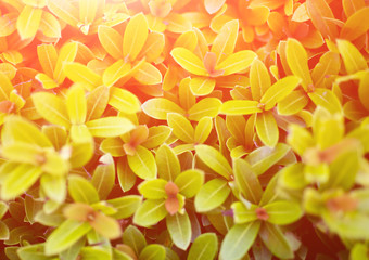 Obraz premium Top view, green leaves, dense green lush.