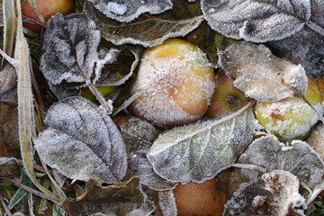 Raureif; Apfel; apple; hoar; rime; Covered with frost;