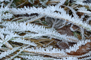 Raureif; hoar; rime; Covered with frost;