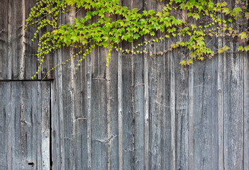 Vine Leaves Old Wood Wall Background