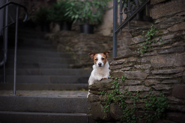 a dog in the old city. Traveling with the pet. Little Jack Russell Terrier