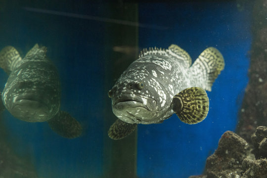 closeup of fish called grouper in aquarium with reflection