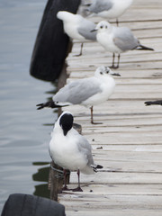 Andean seagulls in a deck on lake Titicaca, Bolivia