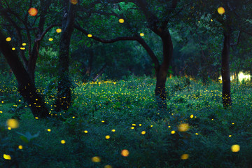 Bokeh light of firefly in forest - 213653232