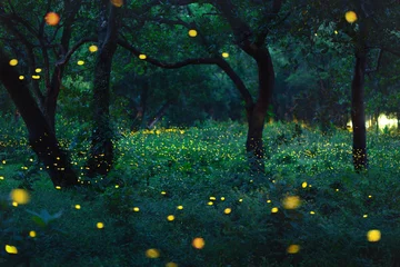 Keuken foto achterwand Sprookjesbos Bokeh light of firefly in forest