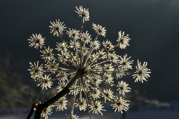 Raureif; hoar; rime; Covered with frost;