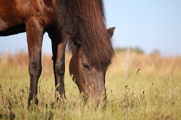 beautiful dark brown iceland horse is standing on the paddock and eating fresh grass