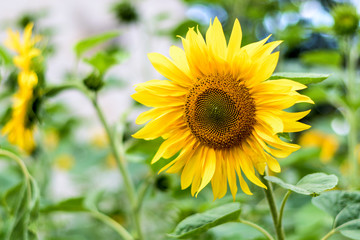 shining sunflower on green background