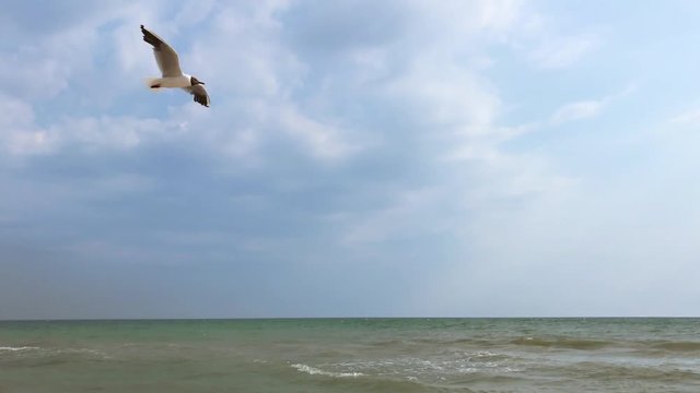 sea gulls fly over the surface of the Black Sea, Iron Port Ukraine