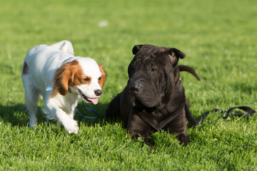 Portrait of a King Charles Cavalier Dog and His Friend Sharpei..