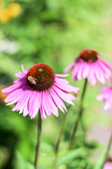 purple echinacea on green background