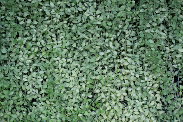 Green leaves wall texture or backdrop.