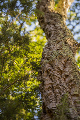 image with detail of a cork tree