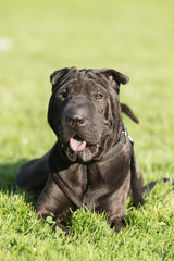 Protrait of a Sharpei type dog on a walk in belgium