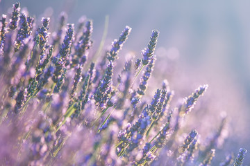 Obraz premium Beautiful lavender flowers in bloom. 