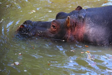 hippopotames dans leur parc au zoo
