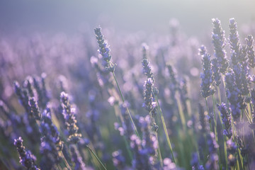 Beautiful lavender flowers in bloom. 