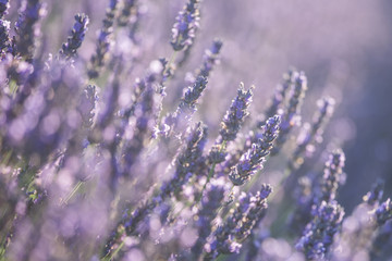 Obraz na płótnie Canvas Beautiful lavender flowers in bloom. 