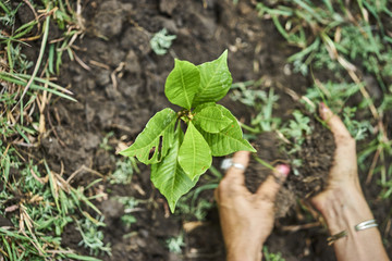 Plant growing on soil with hand