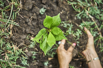 Plant growing on soil with hand