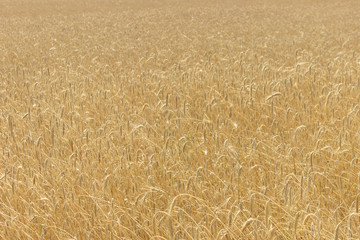 Boundless wheat field. Background of wheat.